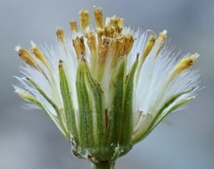 Senecio angustifolius