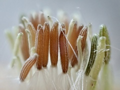 Senecio angustifolius