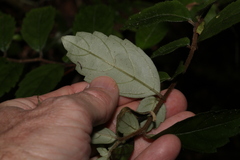 Fieldia australis