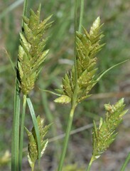 Cyperus sphaerolepis