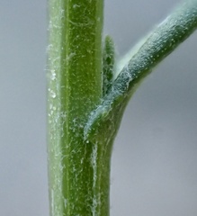 Senecio angustifolius