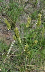Cyperus sphaerolepis