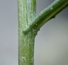 Senecio angustifolius
