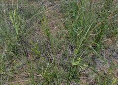 Cyperus sphaerolepis