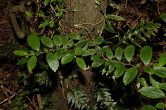 Fieldia australis