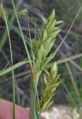 Cyperus sphaerolepis
