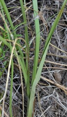 Cyperus sphaerolepis