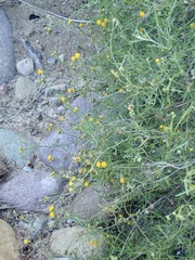 Senecio angustifolius