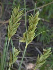 Cyperus sphaerolepis
