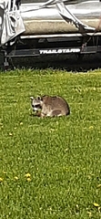 Procyon lotor