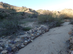 Senecio angustifolius