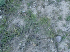 Senecio angustifolius