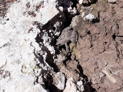 Pseudopaludicola falcipes