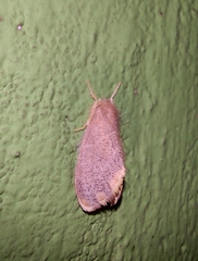 Orvasca subnotata