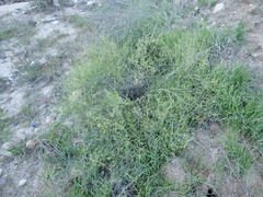 Senecio angustifolius