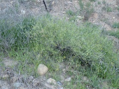 Senecio angustifolius