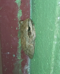 Polypedates maculatus