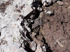 Pseudopaludicola falcipes