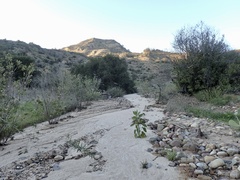 Senecio angustifolius