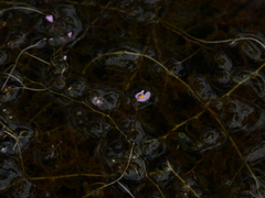 Utricularia hydrocarpa