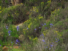 Tropaeolum hookerianum