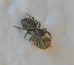 Mexigonus