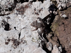 Pseudopaludicola falcipes