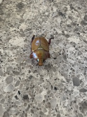 Anoplognathus montanus