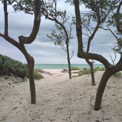 Laguncularia racemosa