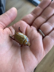 Anoplognathus montanus