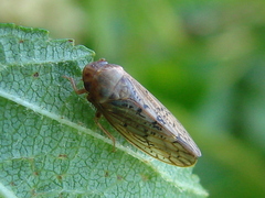 Ponana rubida