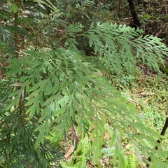 Grevillea robusta