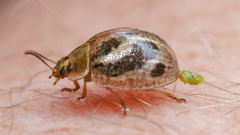 Paropsisterna semifumata