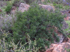 Vasconcellea chilensis