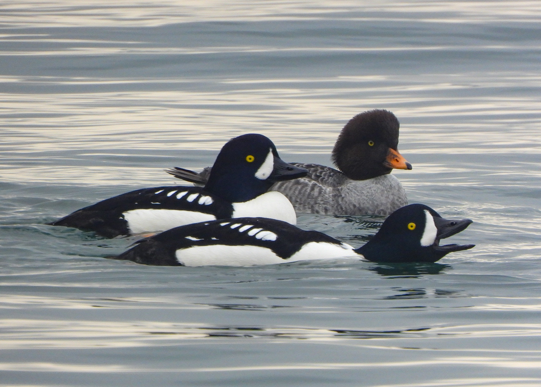 Barrow's Goldeneye illustration