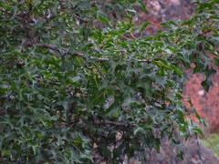 Vasconcellea chilensis