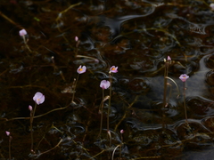 Utricularia hydrocarpa