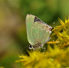 Cyanophrys miserabilis