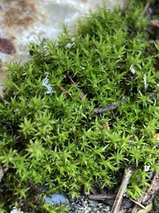 Vinealobryum vineale