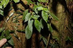 Fieldia australis