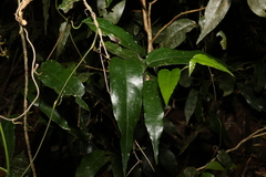 Aristolochia laheyana