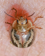 Paropsisterna semifumata