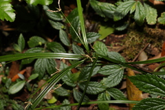 Cyperus tetraphyllus