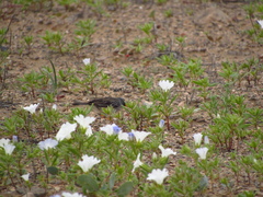 Rhopospina alaudina