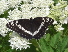 Limenitis weidemeyerii
