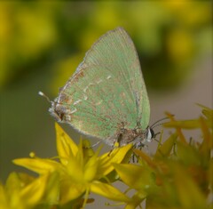 Cyanophrys miserabilis