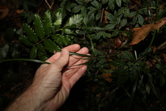 Cyperus tetraphyllus