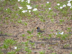 Rhopospina alaudina