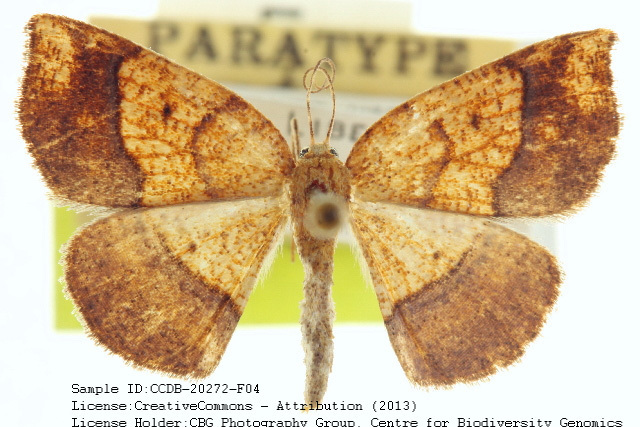 Baggett's Spanworm Moth