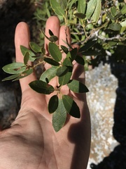Quercus vacciniifolia